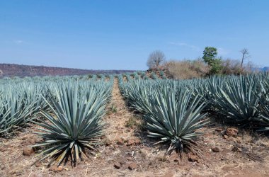Tekila üretmek için agave bitkilerinin manzarası. Meksika.