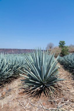 Tekila üretmek için agave bitkilerinin manzarası. Meksika.