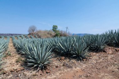 Tekila üretmek için agave bitkilerinin manzarası. Meksika.