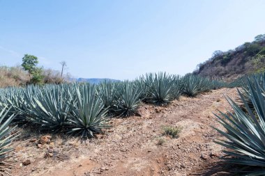Tekila üretmek için agave bitkilerinin manzarası. Meksika.