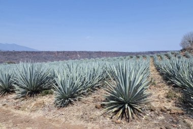 Tekila üretmek için agave bitkilerinin manzarası. Meksika.