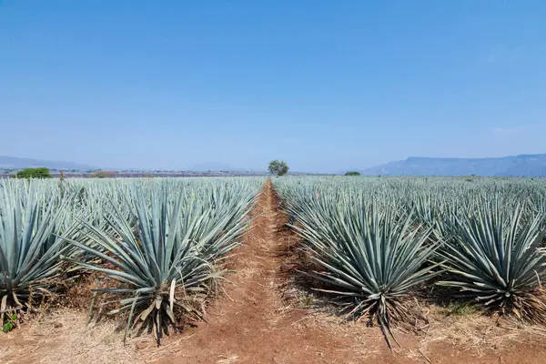 Tekila üretmek için agave bitkilerinin manzarası. Meksika.