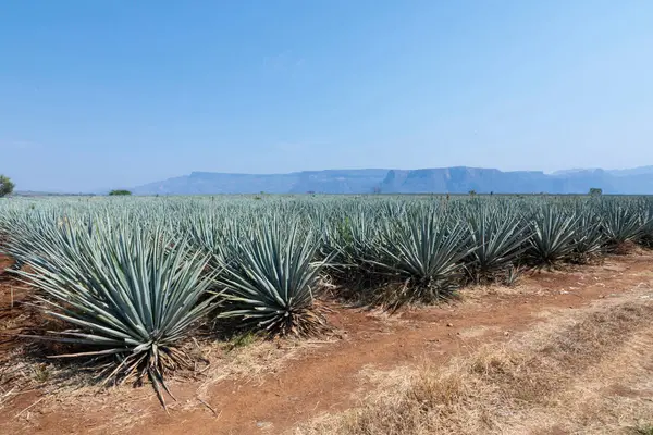 Tekila üretmek için agave bitkilerinin manzarası. Meksika.