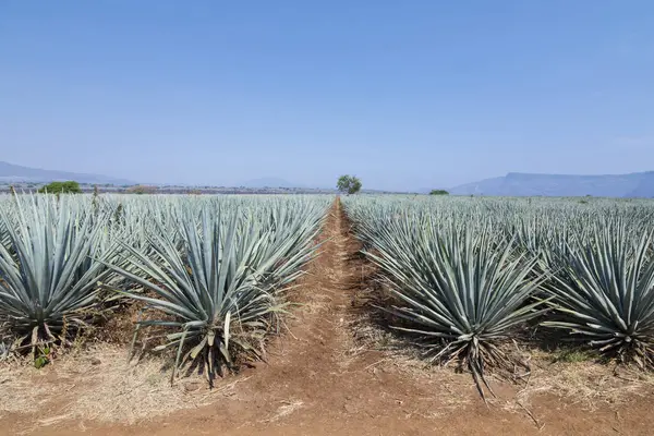 Tekila üretmek için agave bitkilerinin manzarası. Meksika.