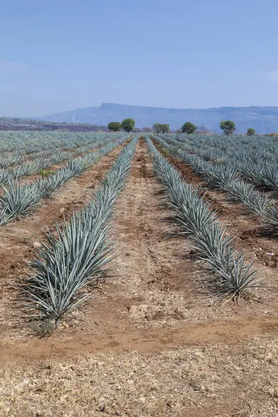 Tekila üretmek için agave bitkilerinin manzarası. Meksika.