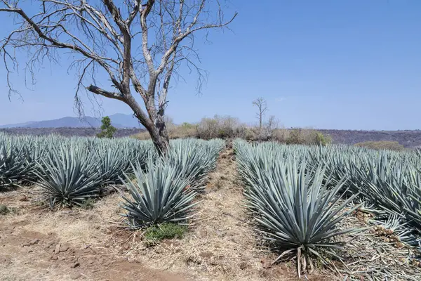 Tekila üretmek için agave bitkilerinin manzarası. Meksika.