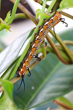 Güzel bir Avustralya Karga Tırtılının doğal ışık altında yakın çekimi..