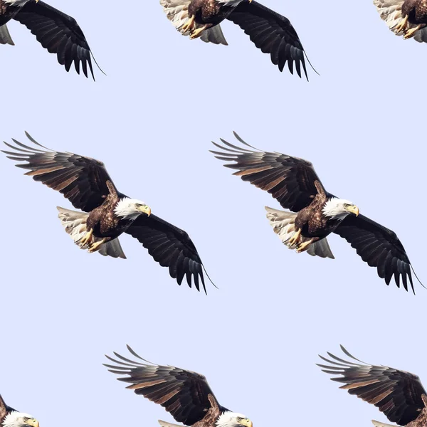 Безшовний Візерунок Літаючого Величного Лисого Орла Синьому Фоні Лисий Орел — стокове фото