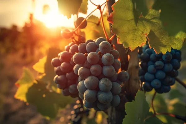 Close Bunch Ripe Red Grapes Countryside Sunset Grapes Hanging Vine — Stock Photo, Image