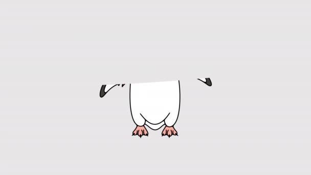 Pinguino Subantartico Gentoo Pinguini Animazione Grafica Canale Alfa Animale Uccello — Video Stock