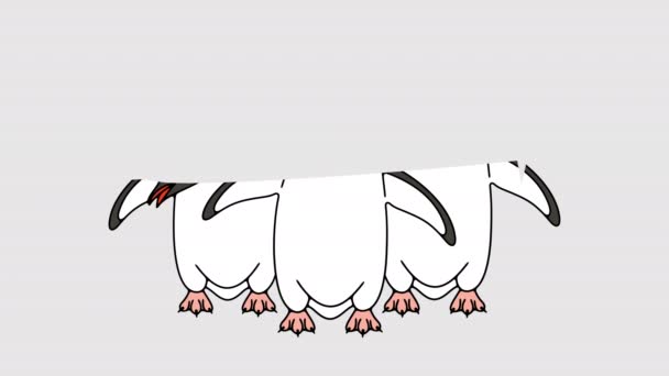 Subantarktický Tučňák Nebo Gentoo Tučňáci Grafické Animace Alfa Kanál Zvíře — Stock video