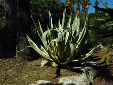 Batanic Garden 'da Agave Americana Kaktüsü.