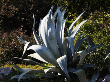 Batanic Garden 'da Agave Americana Kaktüsü.