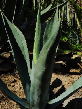 Batanic Garden 'da Agave Americana Kaktüsü.