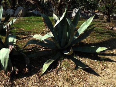 Batanic Garden 'da Agave Americana Kaktüsü.