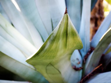 Batanic Garden 'da Agave Americana Kaktüsü.