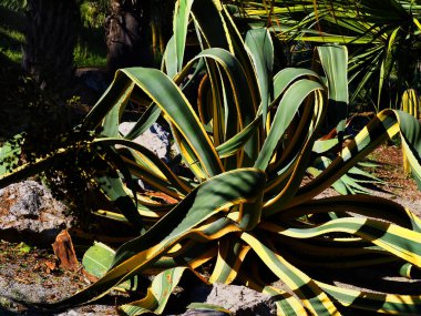 Batanic Garden 'da Agave Americana Kaktüsü.