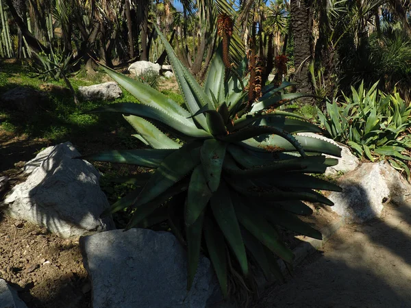 Agave Americana Cactus Batanic Garden — Stok Foto
