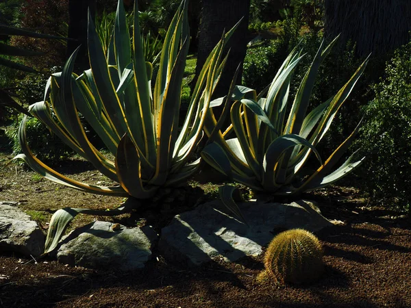 Agave Americana Kaktus Ogrodzie Batanic — Zdjęcie stockowe