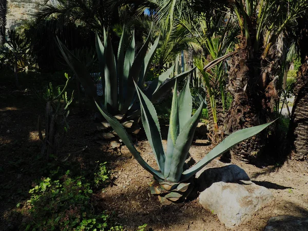 Agave Americana Cactus Batanic Garden — Stock Photo, Image