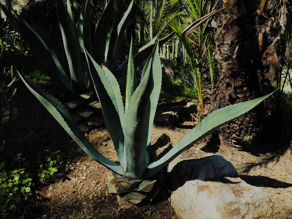 Cactus Agave Americana Jardín Batánico — Foto de Stock