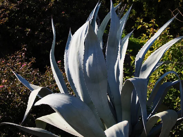 巴蒂安花园的Agave Americana Cactus — 图库照片#