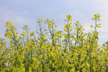 Background of blooming yellow rapeseed, canola in the field. Bright yellow rapeseed oil. Rapeseed cultivation. clipart