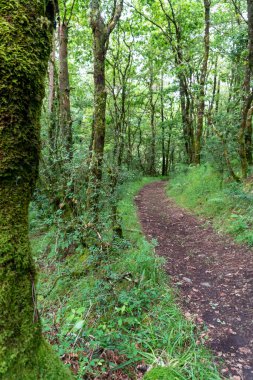 Galiçya 'daki yeşil ağaçlık bir ormanda patika. Doğa kavramı