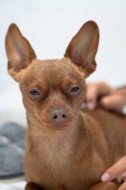 Küçük kahverengi köpek uyuyor ve uyumak istiyor..