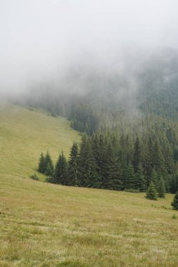 Sisteki sarı çimlerin üzerinde yeşil renkli ladin ağaçları. Ahşap hammadde ve yasa dışı ağaç kesme kavramı. tebrik kartı, tasarımınız için yer
