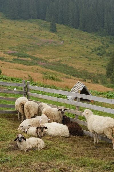 Eine Schafherde Die Sich Einem Zaun Zwischen Bergen Und Bäumen — Stockfoto