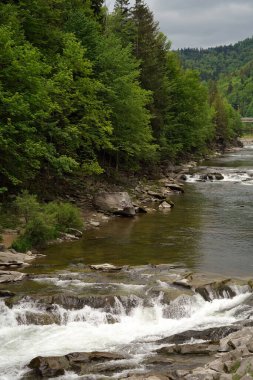 Büyük ve hızlı bir nehir yeşil ağaçların ve ormanın arka planına karşı bir şelaleye akar.