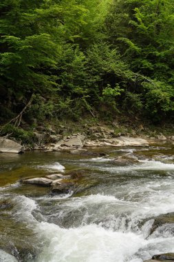 Nehir ormanın yakınındaki taşların arasındaki akıntıya karışır.