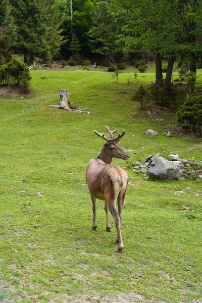 Big Horned Deer Looking Camera Background Trees Natural Landscape Vertical — Stock Photo, Image