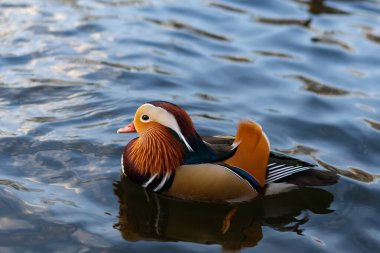A horizontal image of a mandarin duck Aix galericulata with colorful feathers on its feathers swims on the water at sunset. Animal love concept, place for your design