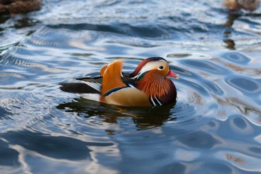 Attractive mandarin duck Aix galericulata with colorful feathers and red beak swims on blue water during sunset. Image for your design