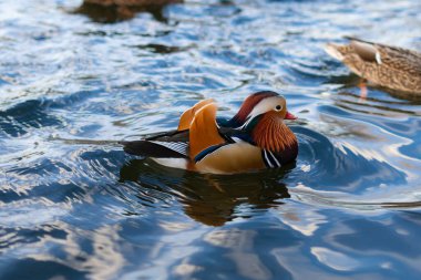 A mandarin duck swims on the blue water of the lake. The concept of love for nature and animal diversity