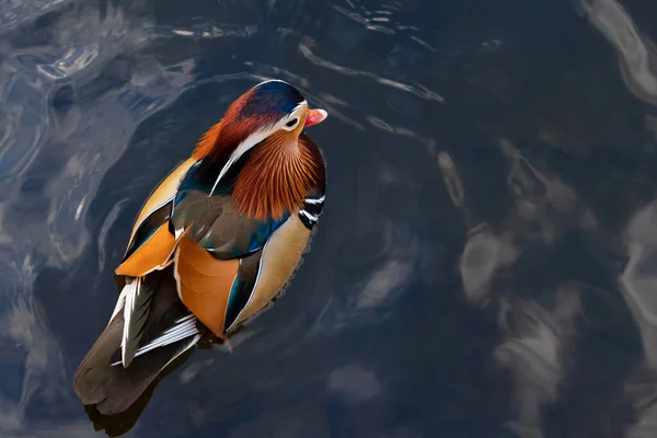 A bright male mandarin duck floats on the water, top view. The concept of love for animals, diversity in nature. Place for your design