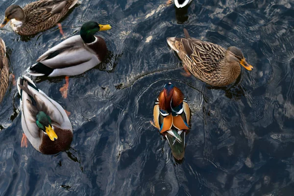 Mallards and mandarin ducks swim on the lake. The concept of diversity in nature and the breeding of different types of domestic ducks