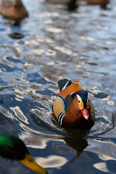 Vertical view of a mandarin duck swimming among other ducks on a lake. Diversity in nature