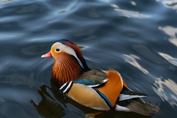 A bright mandarin duck with a natural pattern and different colors swims on the water close-up. The concept of diversity in nature