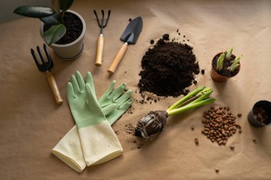 Toprak, eldivenler, bahçe aletleri ve bir bitkiyi evdeki yeni bir çömleğe nakletmek için kökleri olan bitkiler. Bitki bakımı ve ev bahçesi kavramı.