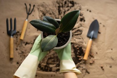 İlkbahar ev bitkisi bakımı, arka planda yeniden saksı dikme ve bahçe aletleri. Ev balkonunun dekorasyonu ya da çiçek konseptli teras. Tasarımın için resim.