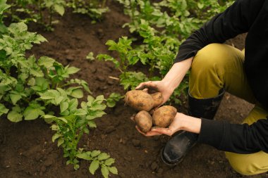 Dişi eller yerden topladıktan sonra patatesi tutar. Kış için yıllık hasat hazırlığı, gıda krizi konsepti