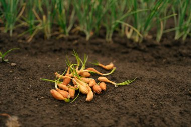 Nemli topraklarda bir grup soğan fidanı ekime hazırdır. Organik tarım ve mahsul üretimi kavramı