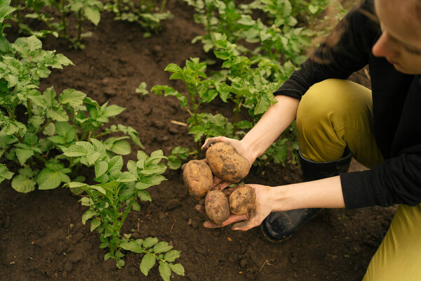female hands tamp the soil after planting a plant in the garden. the concept of agriculture, growing vegetables