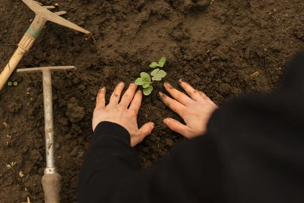 Posadzeniu Rośliny Ogrodzie Dłonie Samicy Podbijają Glebę Koncepcja Rolnictwa Uprawy — Zdjęcie stockowe