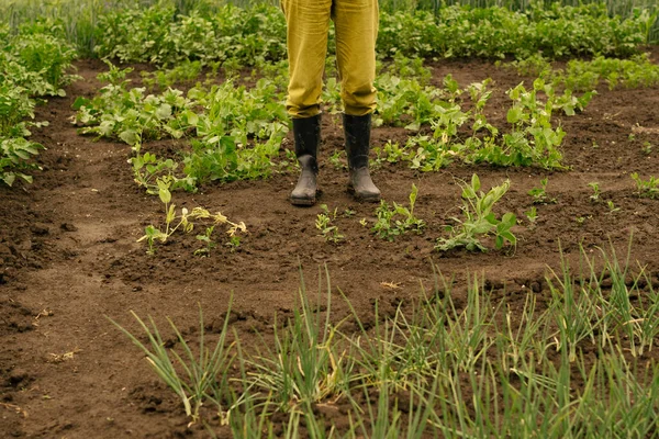 Pés Uma Mulher Agricultora Chão Molhado Meio Horta — Fotografia de Stock