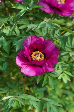 Yeşil yapraklı pembe şakayık çiçekleri. dikey görüntü. Bahçe işleri, ilkbahar konsepti. tasarımınız için resimler