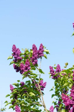 Mavi bir arka planda mor leylak çiçeklerinin dikey görüntüsü. Baharın başlangıcının konseri, çiçek açması. Tasarımın için resim